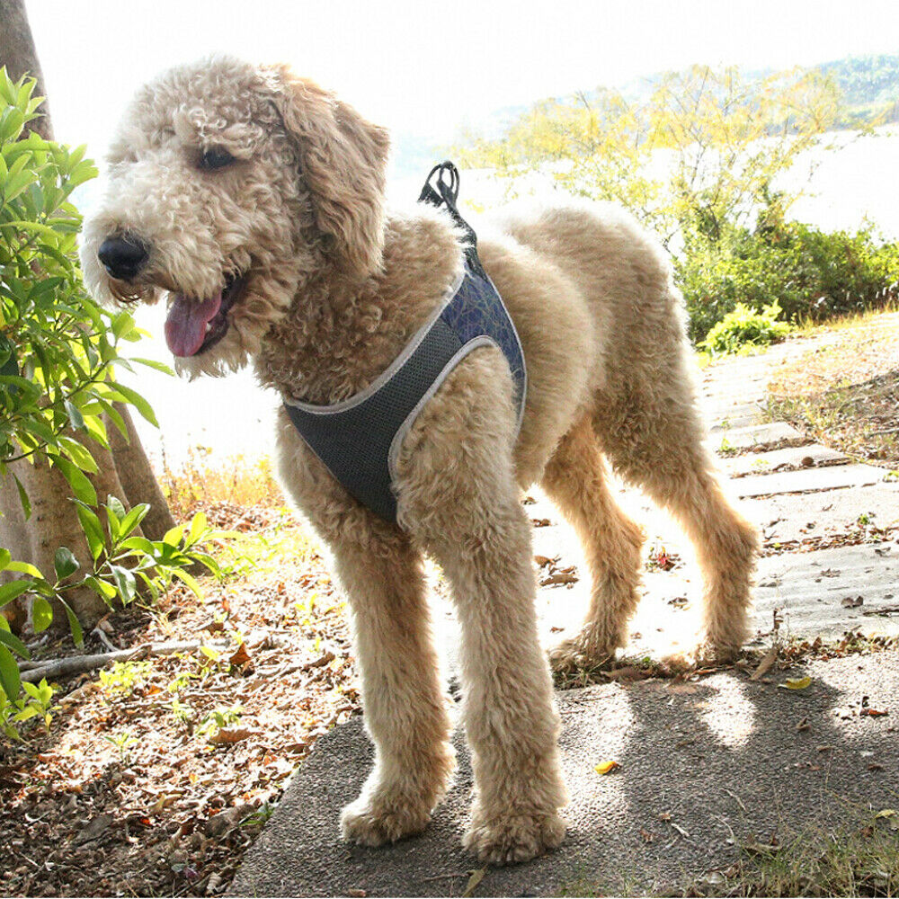 Dog Vest