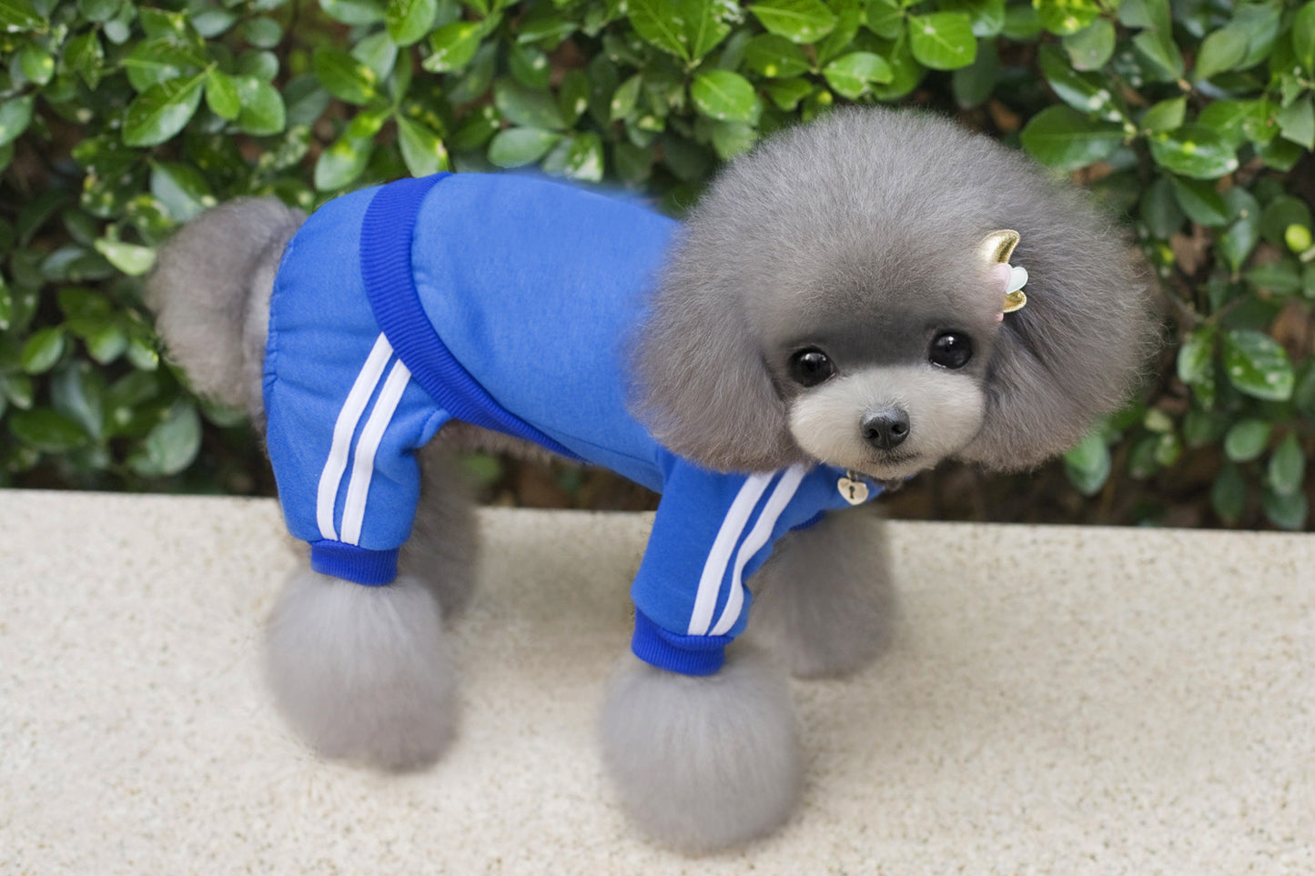 Athletic Pet Sweater