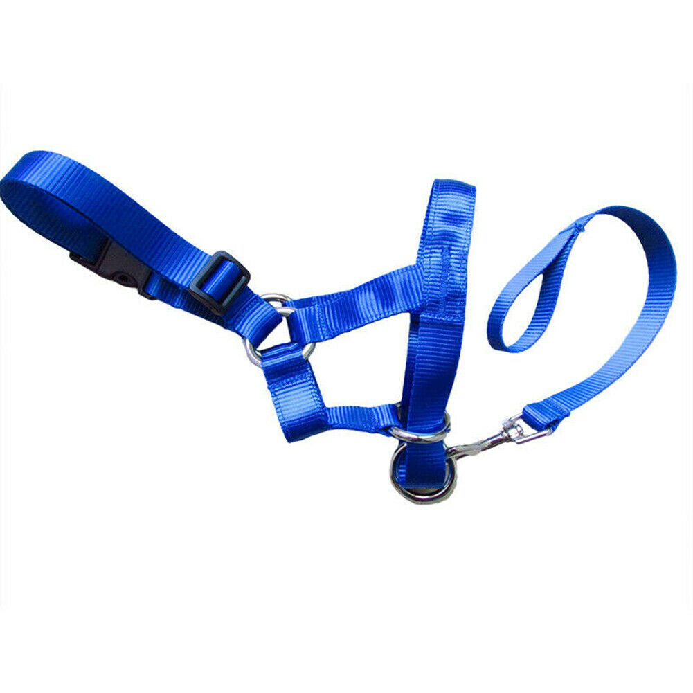 Canine Muzzle Leash Attachment