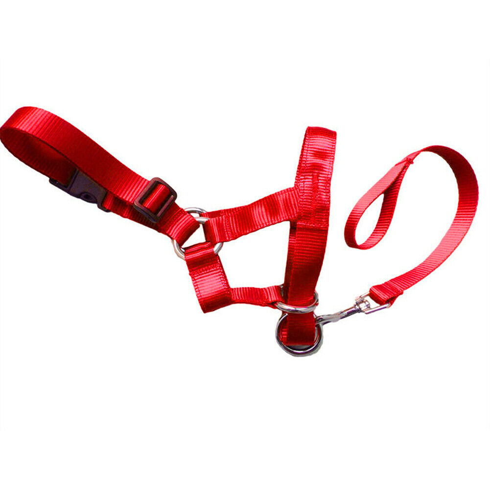 Canine Muzzle Leash Attachment
